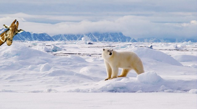 _uploads_2014_09_Sunamik-Pigialik