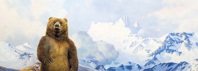 144425-saga-visuel-ours