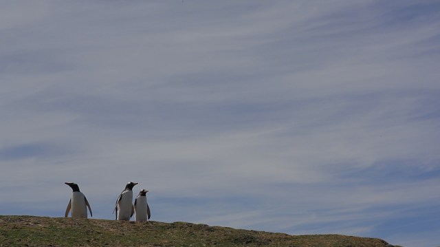 Pauline Delwaulle, l'ile, film, 24mn, production le fresnoy-studio national des arts contemporains, 2012
