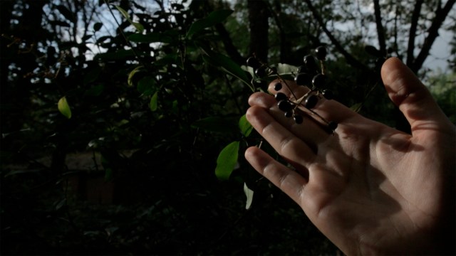 Walking Bacwards film Alex Cecchetti 2015