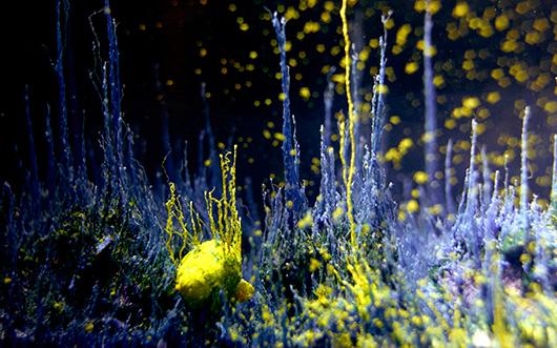 presage_hicham-berrada